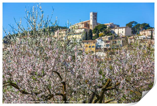 Almond blossom season in village Selva, Majorca Print by MallorcaScape Images