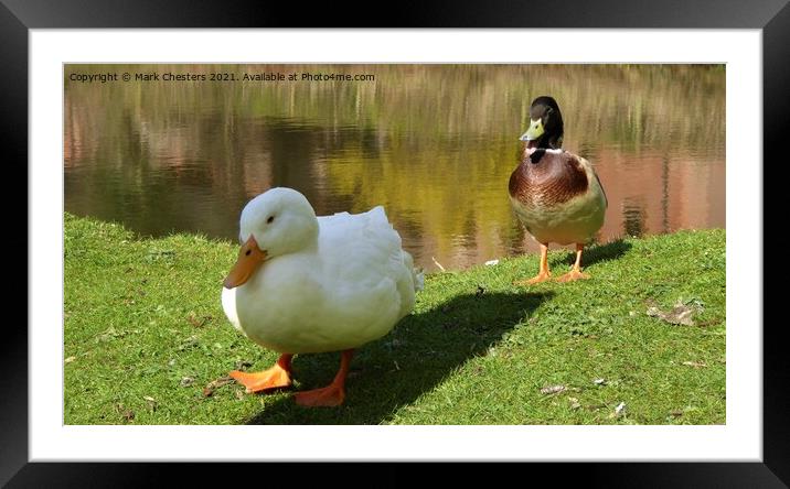 Ay up duck. Framed Mounted Print by Mark Chesters