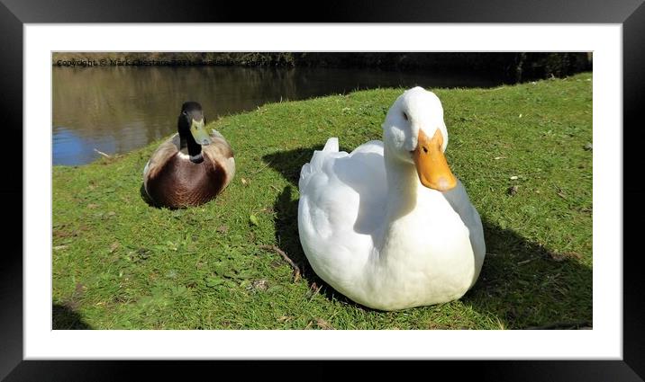 Sitting Ducks. Framed Mounted Print by Mark Chesters