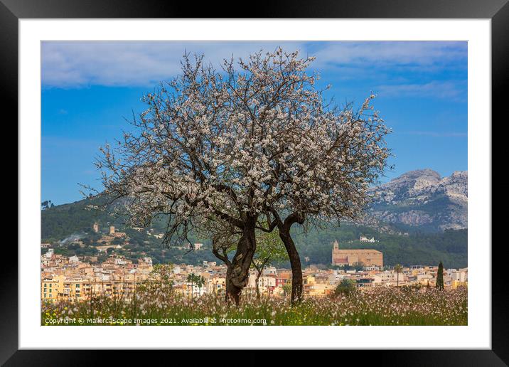 Almond blossom season in town Andratx, Majorca Framed Mounted Print by MallorcaScape Images