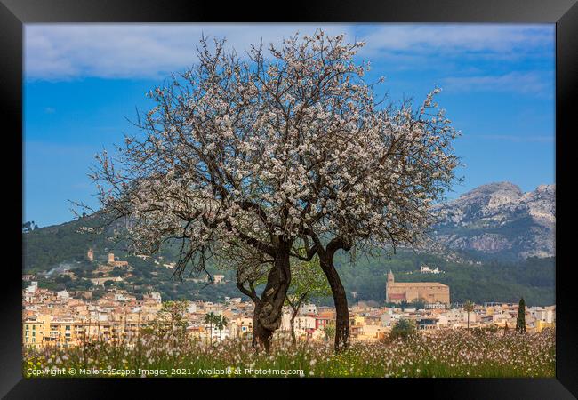 Almond blossom season in town Andratx, Majorca Framed Print by MallorcaScape Images
