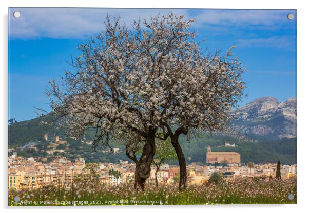 Almond blossom season in town Andratx, Majorca Acrylic by MallorcaScape Images