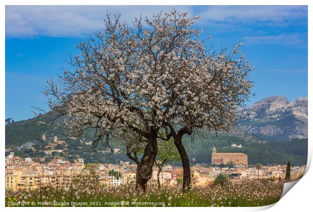 Almond blossom season in town Andratx, Majorca Print by MallorcaScape Images