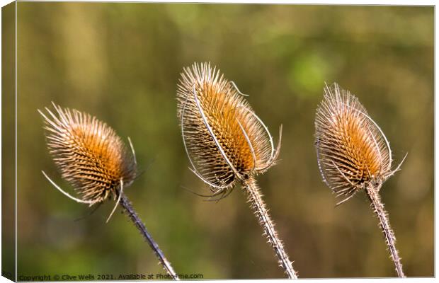 Three Thistle heads seen in the sun early in the y Canvas Print by Clive Wells