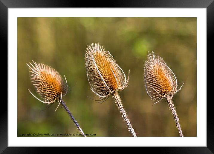 Three Thistle heads seen in the sun early in the y Framed Mounted Print by Clive Wells