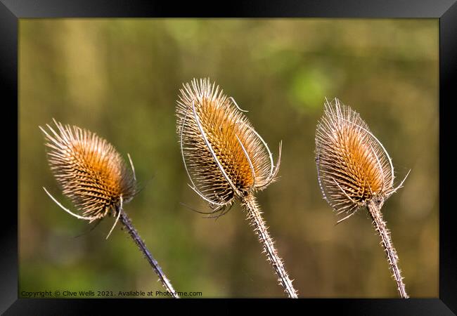 Three Thistle heads seen in the sun early in the y Framed Print by Clive Wells