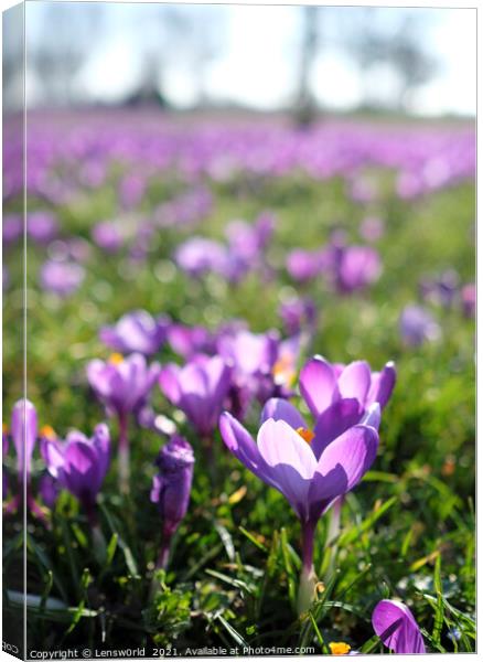 Spring is coming: Crocus in full bloom Canvas Print by Lensw0rld 