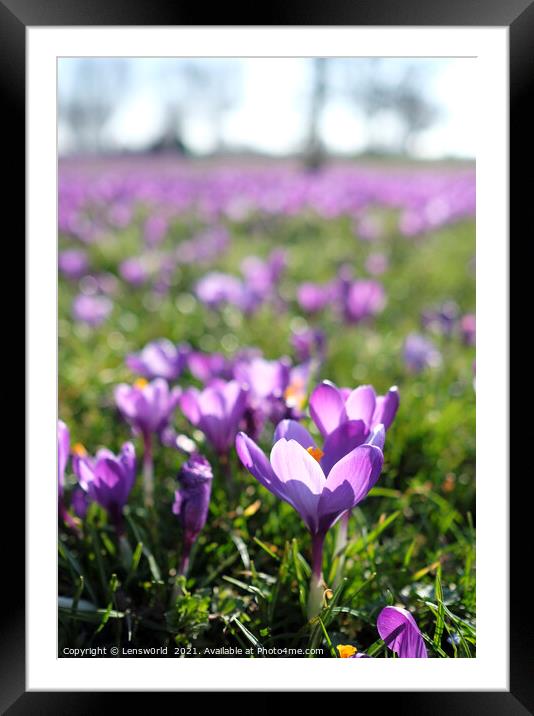 Spring is coming: Crocus in full bloom Framed Mounted Print by Lensw0rld 