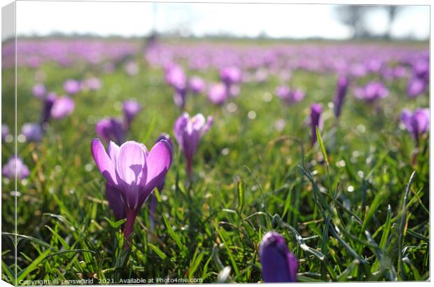 Spring is coming: Crocus in full bloom Canvas Print by Lensw0rld 