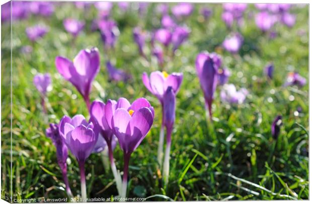Spring is coming: Crocus in full bloom Canvas Print by Lensw0rld 