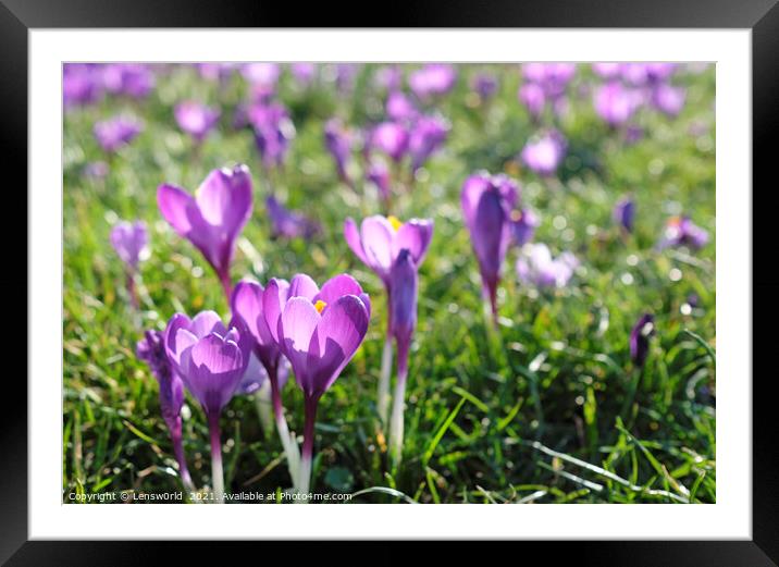 Spring is coming: Crocus in full bloom Framed Mounted Print by Lensw0rld 