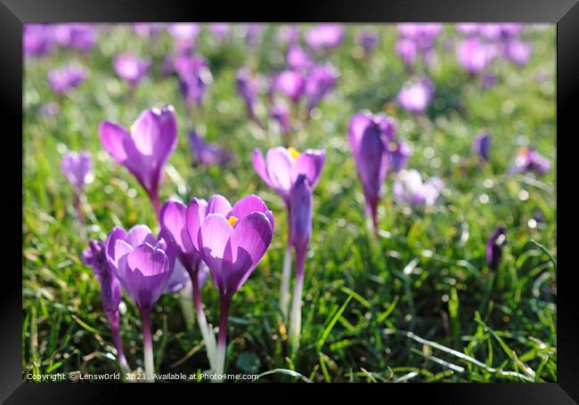 Spring is coming: Crocus in full bloom Framed Print by Lensw0rld 