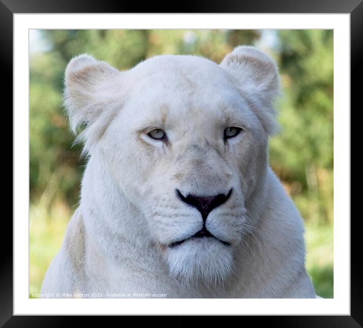 White Lion Framed Mounted Print by Mike Gorton