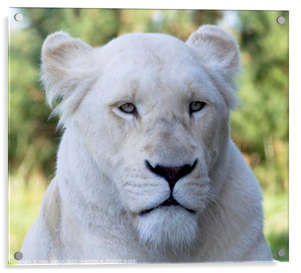 White Lion Acrylic by Mike Gorton