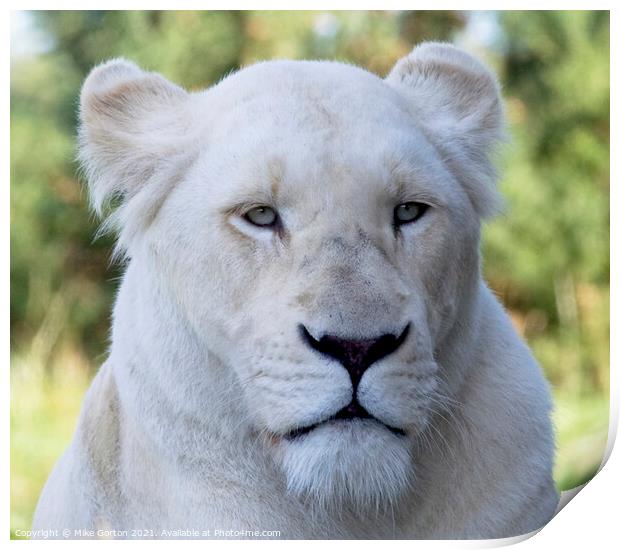 White Lion Print by Mike Gorton