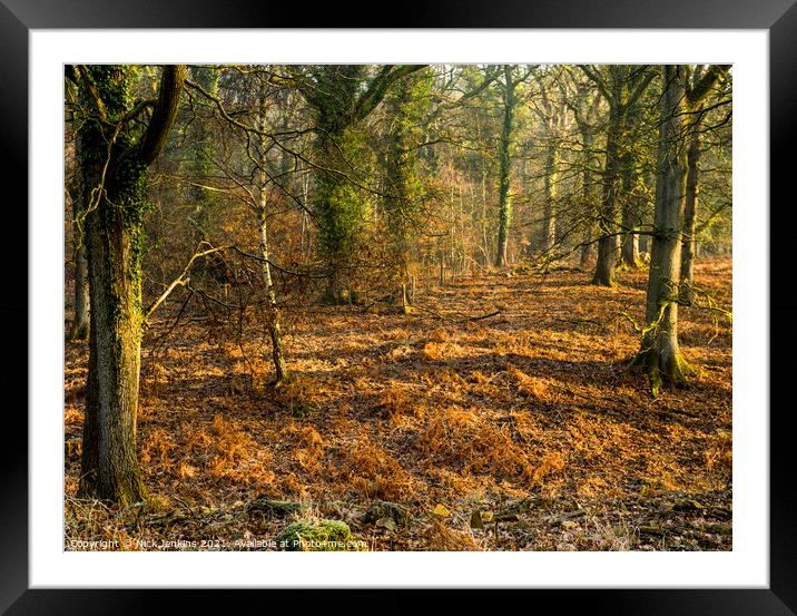 Forest of Dean One February Morning  Framed Mounted Print by Nick Jenkins