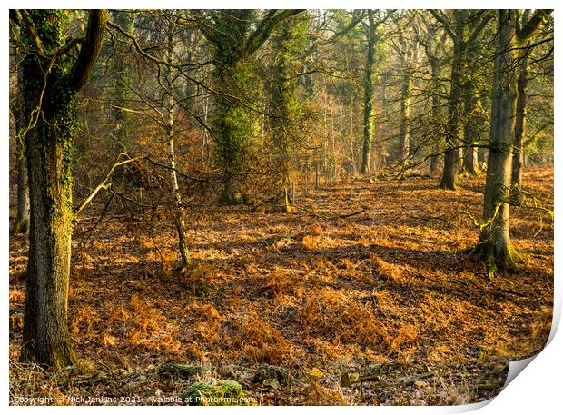 Forest of Dean One February Morning  Print by Nick Jenkins
