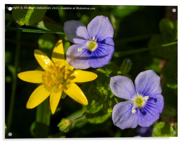 Celandine and Bird's Eye Speedwell Wildflowers Acrylic by Elizabeth Debenham