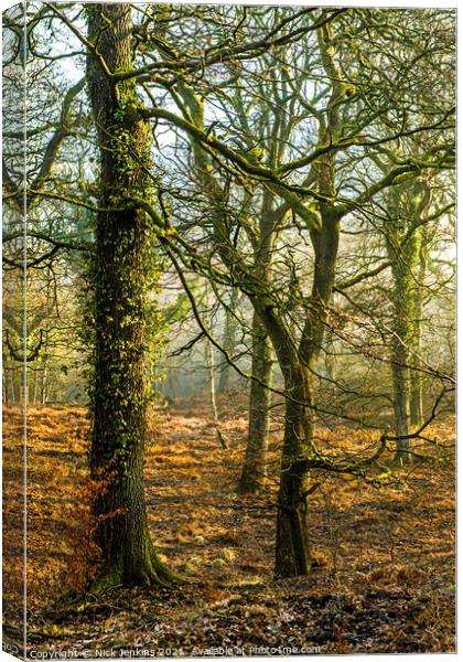 Early Morning in the Forest of Dean Gloucestershir Canvas Print by Nick Jenkins