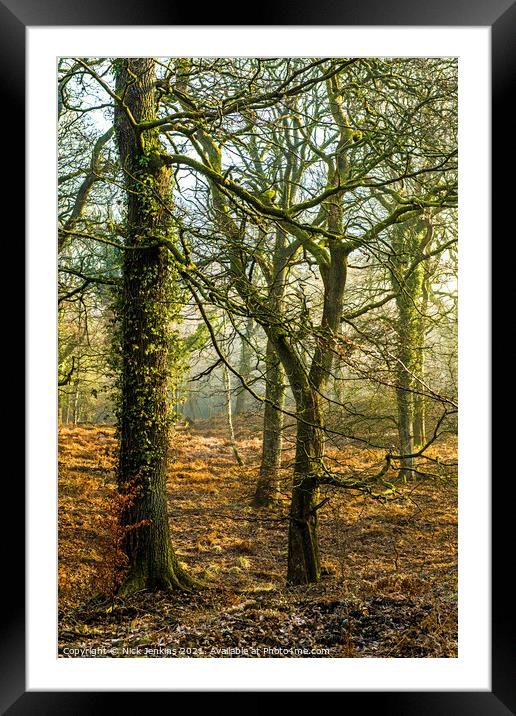 Early Morning in the Forest of Dean Gloucestershir Framed Mounted Print by Nick Jenkins