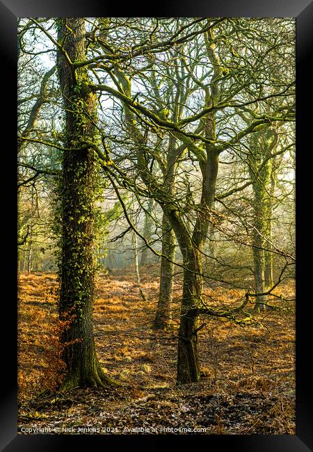 Early Morning in the Forest of Dean Gloucestershir Framed Print by Nick Jenkins