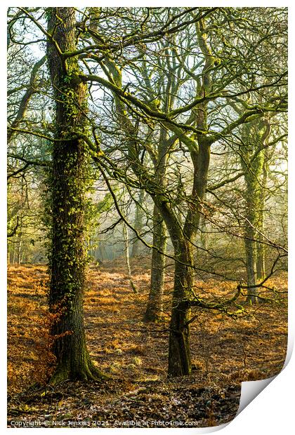 Early Morning in the Forest of Dean Gloucestershir Print by Nick Jenkins