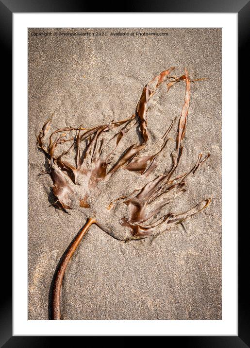 Seaweed on a sandy beach Framed Mounted Print by Andrew Kearton