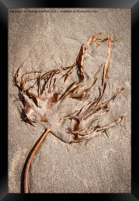 Seaweed on a sandy beach Framed Print by Andrew Kearton