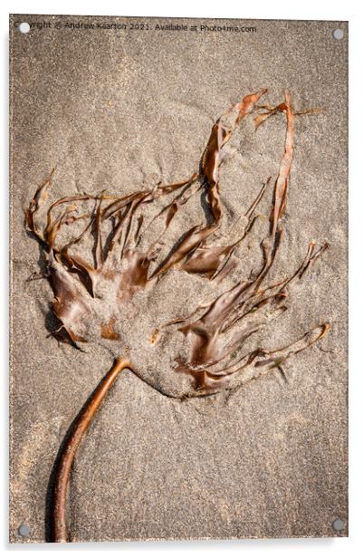 Seaweed on a sandy beach Acrylic by Andrew Kearton