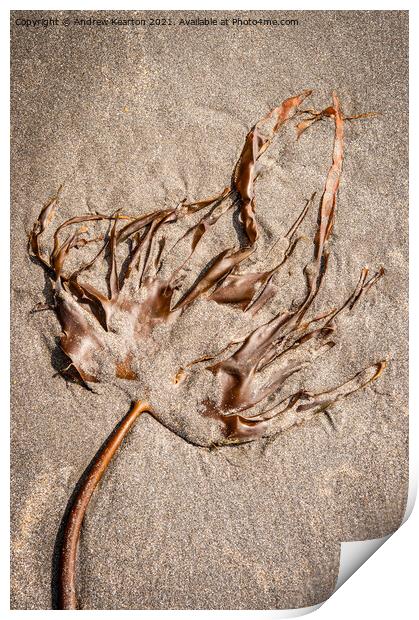 Seaweed on a sandy beach Print by Andrew Kearton