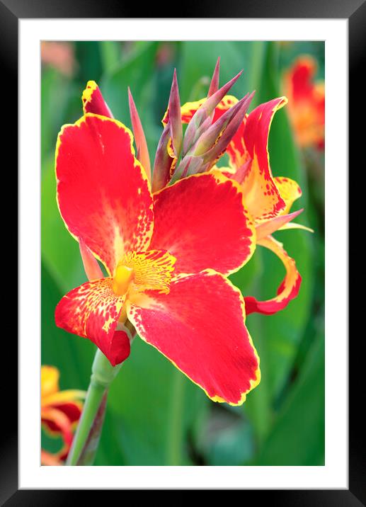 A bright Red and Yellow Canna Lily Flower Framed Mounted Print by Neil Overy
