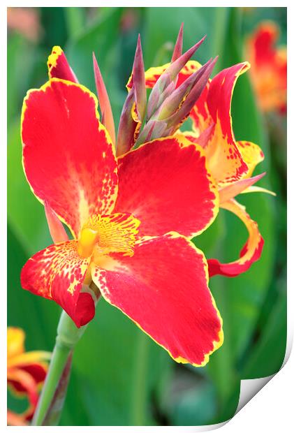 A bright Red and Yellow Canna Lily Flower Print by Neil Overy