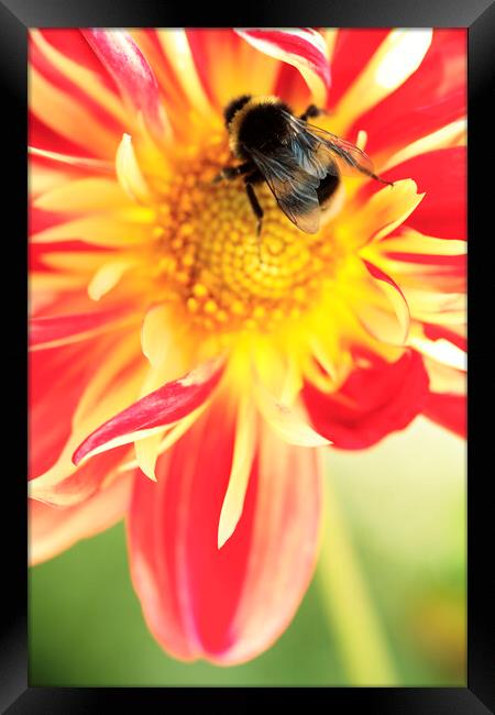 Bumble Bee on Dahlia Flower Framed Print by Neil Overy