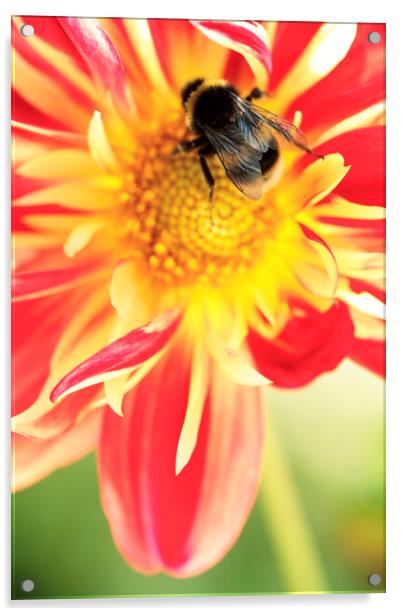 Bumble Bee on Dahlia Flower Acrylic by Neil Overy