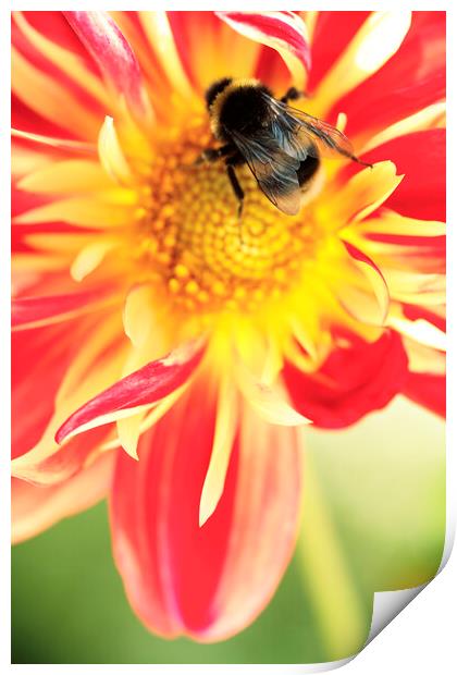 Bumble Bee on Dahlia Flower Print by Neil Overy