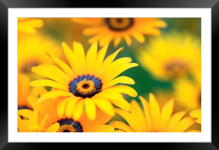 Orange African Daisy, South Africa Framed Mounted Print by Neil Overy