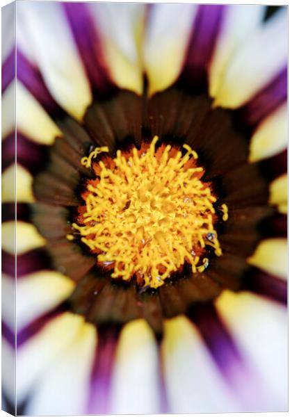 Purple and White African Daisy Flower  Canvas Print by Neil Overy
