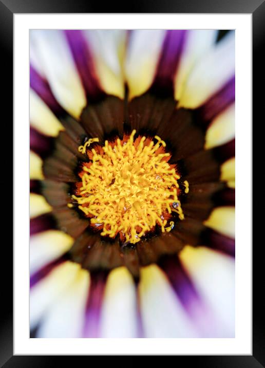 Purple and White African Daisy Flower  Framed Mounted Print by Neil Overy