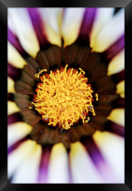 Purple and White African Daisy Flower  Framed Print by Neil Overy