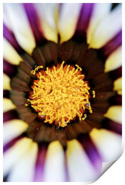 Purple and White African Daisy Flower  Print by Neil Overy