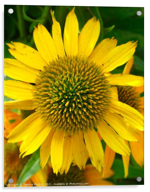 Dazzling Yellow Coneflower Acrylic by Deanne Flouton