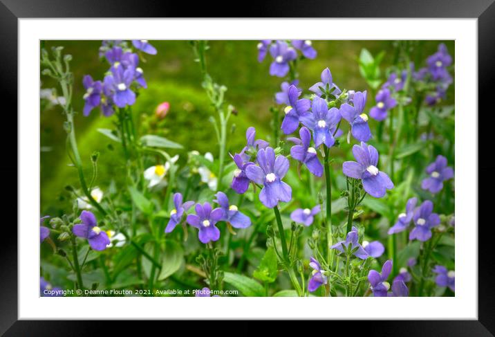 Delicate Lavender Flower Garden Framed Mounted Print by Deanne Flouton