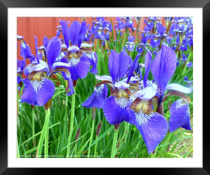 Blue Flag Iris Framed Mounted Print by Deanne Flouton