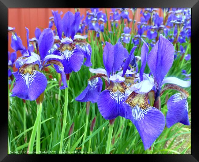 Blue Flag Iris Framed Print by Deanne Flouton