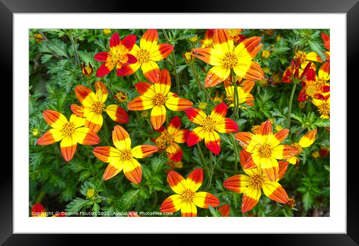 Radiant Star Flowers Framed Mounted Print by Deanne Flouton