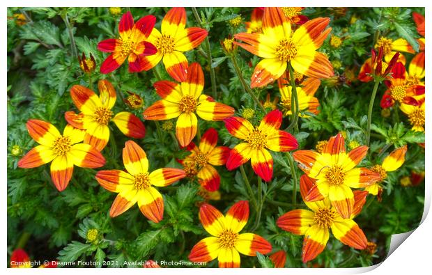 Radiant Star Flowers Print by Deanne Flouton