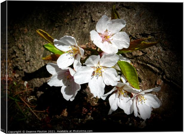 Cherry Blossom Beauty Canvas Print by Deanne Flouton