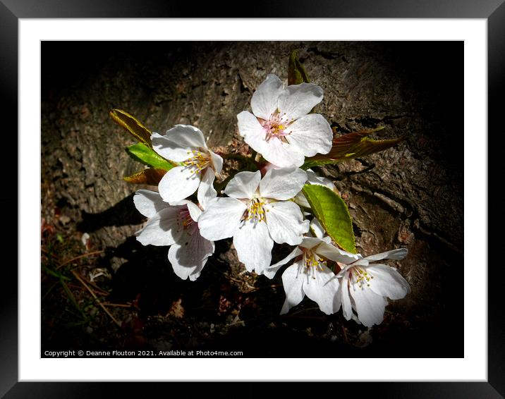 Cherry Blossom Beauty Framed Mounted Print by Deanne Flouton