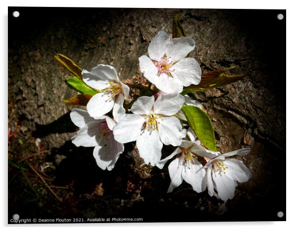 Cherry Blossom Beauty Acrylic by Deanne Flouton