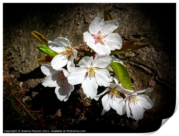Cherry Blossom Beauty Print by Deanne Flouton